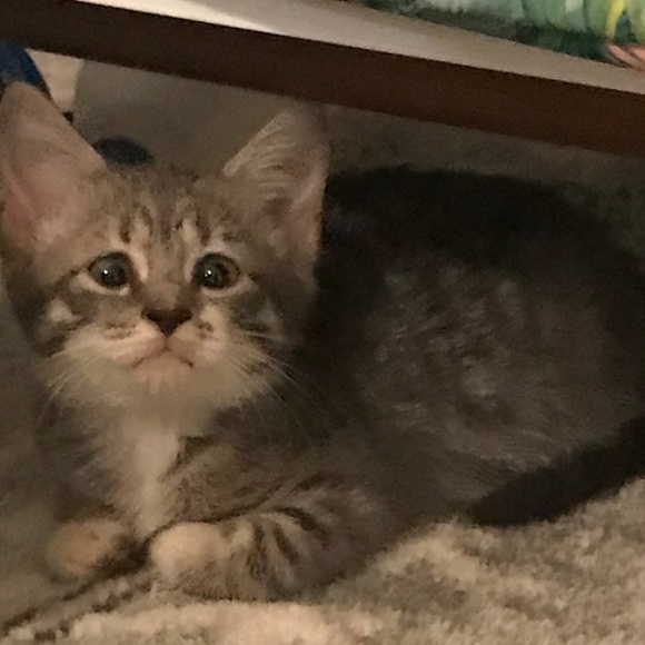 Meet your Posher, Chloe - Picture 6 of 15